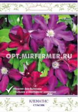 Клематис крупноцветковый Стасик (пурпурно-красные цветки с более светлой полоской)