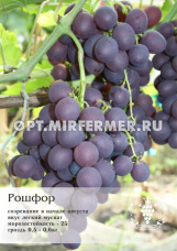 Виноград плодовый Рошфор 0,8л