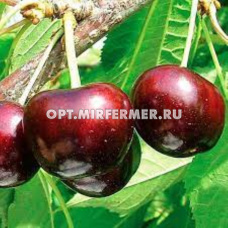 Черешня Крупноплодная