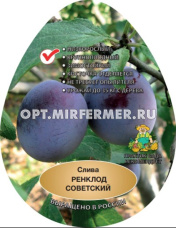 Слива Ренклод советский С10 (среднего срока, крупная)