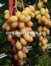 Виноград плодовый Румба 0,8л