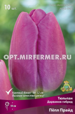 Тюльпан Дарвинов гибрид Пепл Прайд 10шт ( лил-пурп с лосос отсветом, 11/12, h50см)