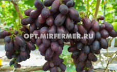 Виноград плодовый Вернисаж (Калугин) 0,8л