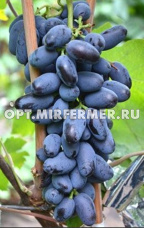 Виноград плодовый Байконур 0,8л
