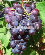 Виноград плодовый Памяти учителя 0,8л
