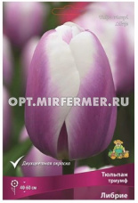 Тюльпан триумф Либрие 5шт (цветы ярко сиренево-фиолетовой окраски в сочетании с белой каймой,11-12)
