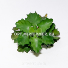 Искусственные цветы суккулент h15см 9165-26