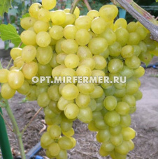 Виноград плодовый Цитрин (Супер Экстра) 0,8л