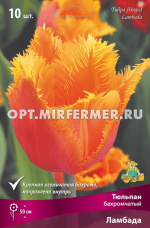 Тюльпан Бахромчатый Ламбада 10шт ( светло-оранжево-красный бокал с желтоватой каймой, 11/12, h50см)