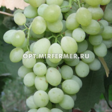 Виноград плодовый Киш-миш Коктейль 0,8л