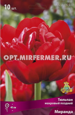 Тюльпан Махровый поздний Миранда 10шт ( красный, 11/12, h40см)