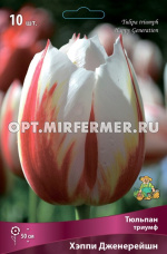 Тюльпан Триумф Хэппи Дженерейшн 10шт (белый с красными и жёлтыми штрихами, 11/12, h50см)