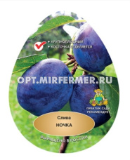 Слива Ночка С10 (средняя, темно-фиолетовая)