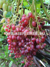 Виноград плодовый Киш-миш Велес 0,8л