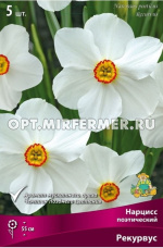 Нарцисс Поэтический Рекурвус 5шт (белый,простой,ароматный 12/14, h55см)