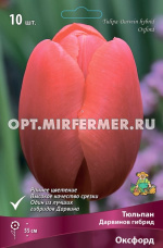 Тюльпан Дарвинов гибрид Оксфорд 10шт ( красный, 11/12, h55см)