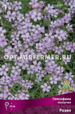 Гипсофила ползучая Розея 1шт (20см, нежо-розовая, аромантная, I)