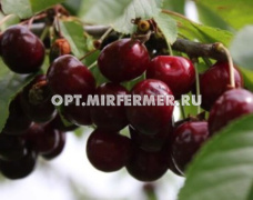 Черешня Июньская ранняя