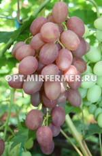 Виноград плодовый Самба 0,8л