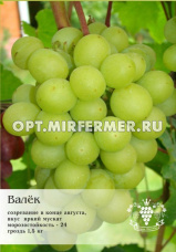 Виноград плодовый Валек 0,8л