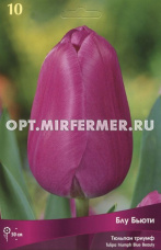 Тюльпан Триумф Блу Бьюти 10шт ( пурпурный, 11/12, h50см)