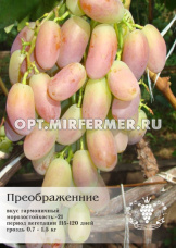 Виноград плодовый Преображение 0,8л