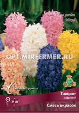 Гиацинт садовый 3шт (смесь, сильный аромат, h25см)