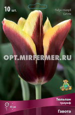 Тюльпан Триумф Гавота 10шт ( коричнево-пурпурный с кремовой каймой, 11/12, h45см)