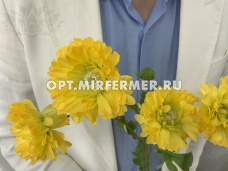 Искусственные цветы ветка Хризантем  h49 см