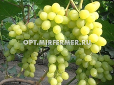 Виноград плодовый Киш-миш Цимус 0,8л