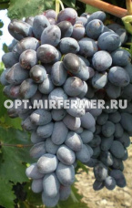 Виноград плодовый Киш-миш Брависсимо 0,8л