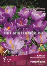 Крокус Крупноцветковый Ремембранс 10шт ( фиолетовый, 7/8, h15см)