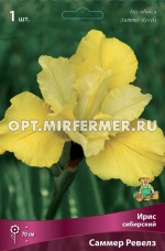 Ирис сибирский Саммер Ревелз 1шт (желтый, I, h70см)