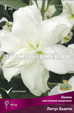 Лилия Восточная махровая Лотус Бьюти 1шт (душистая, лаванд-роз, 14/16, h100см)
